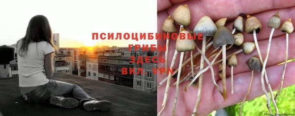 шишки Алзамай